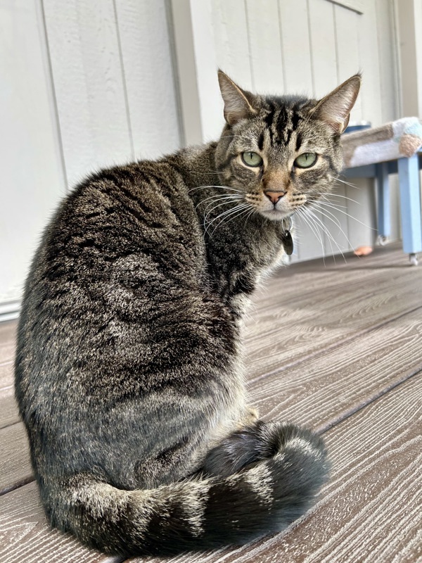 Melvin, an adoptable Domestic Short Hair in Atascadero, CA, 93422 | Photo Image 1