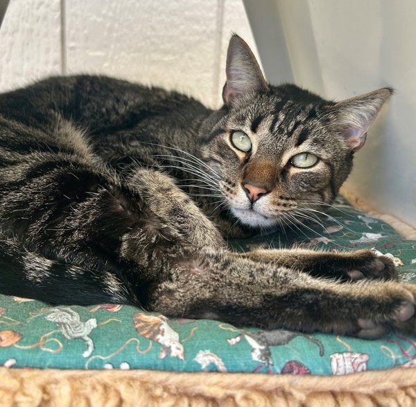 Melvin, an adoptable Domestic Short Hair in Atascadero, CA, 93422 | Photo Image 3