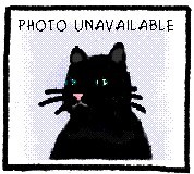 Melvin, an adoptable Domestic Short Hair in Atascadero, CA, 93422 | Photo Image 4