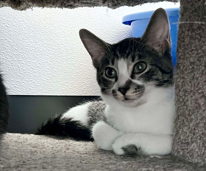 Benjamin, an adoptable Domestic Short Hair in Ladysmith, WI, 54848 | Photo Image 4