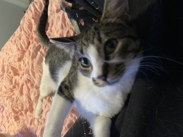 Benjamin, an adoptable Domestic Short Hair in Ladysmith, WI, 54848 | Photo Image 5
