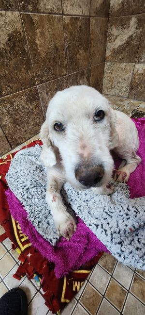 Stella fka Scrappy, Adult Female Labrador Retriever