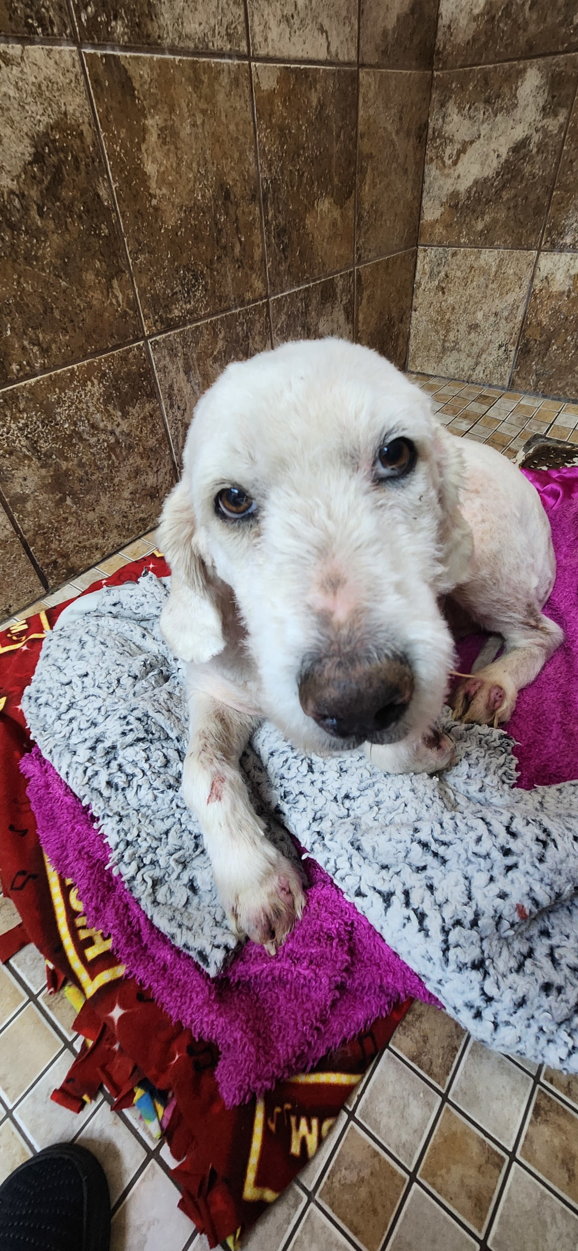 Stella fka Scrappy, an adoptable Labrador Retriever in Jerome, ID, 83338 | Photo Image 2