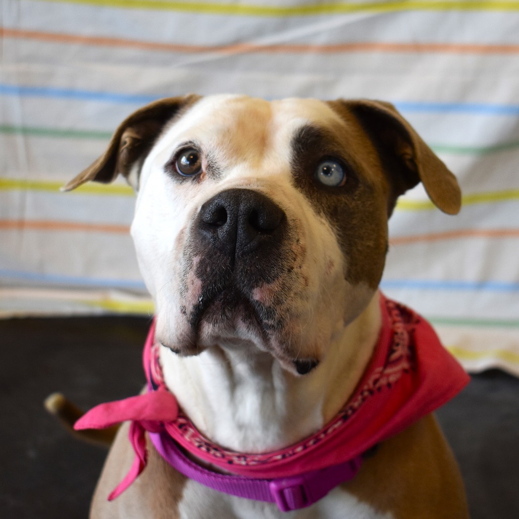 Luna (Jaina), an adoptable Pit Bull Terrier in Rifle, CO, 81650 | Photo Image 1