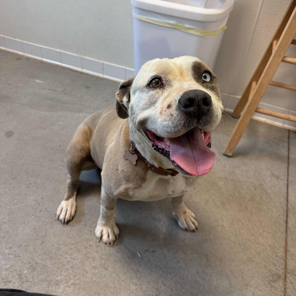 Luna (Jaina), an adoptable Pit Bull Terrier in Rifle, CO, 81650 | Photo Image 2