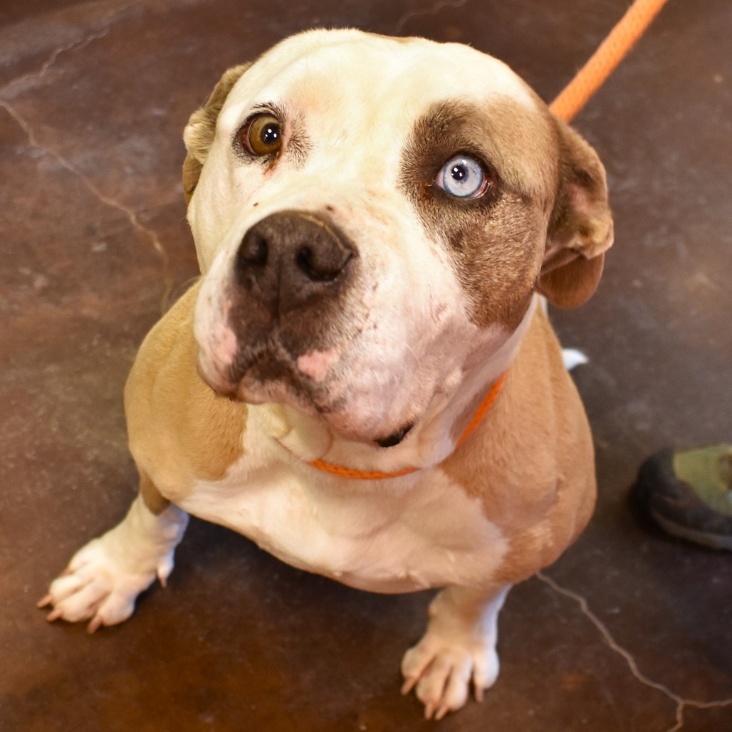 Luna (Jaina), an adoptable Pit Bull Terrier in Rifle, CO, 81650 | Photo Image 3