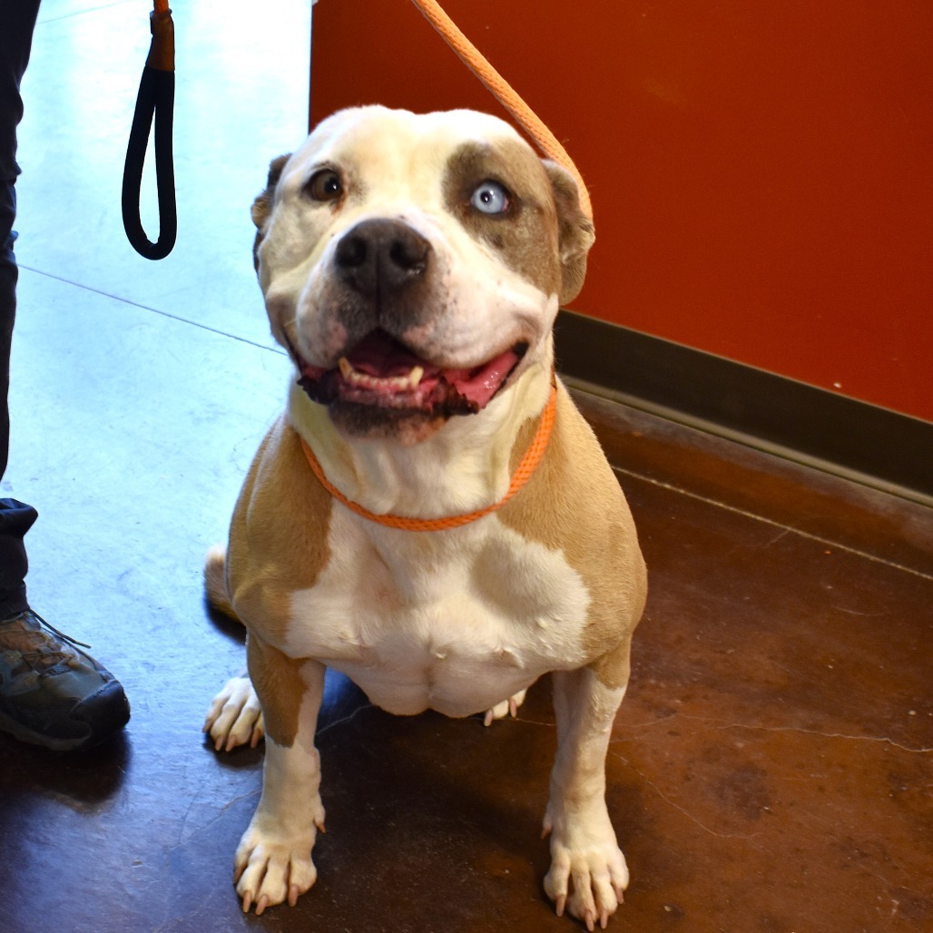 Luna (Jaina), an adoptable Pit Bull Terrier in Rifle, CO, 81650 | Photo Image 4
