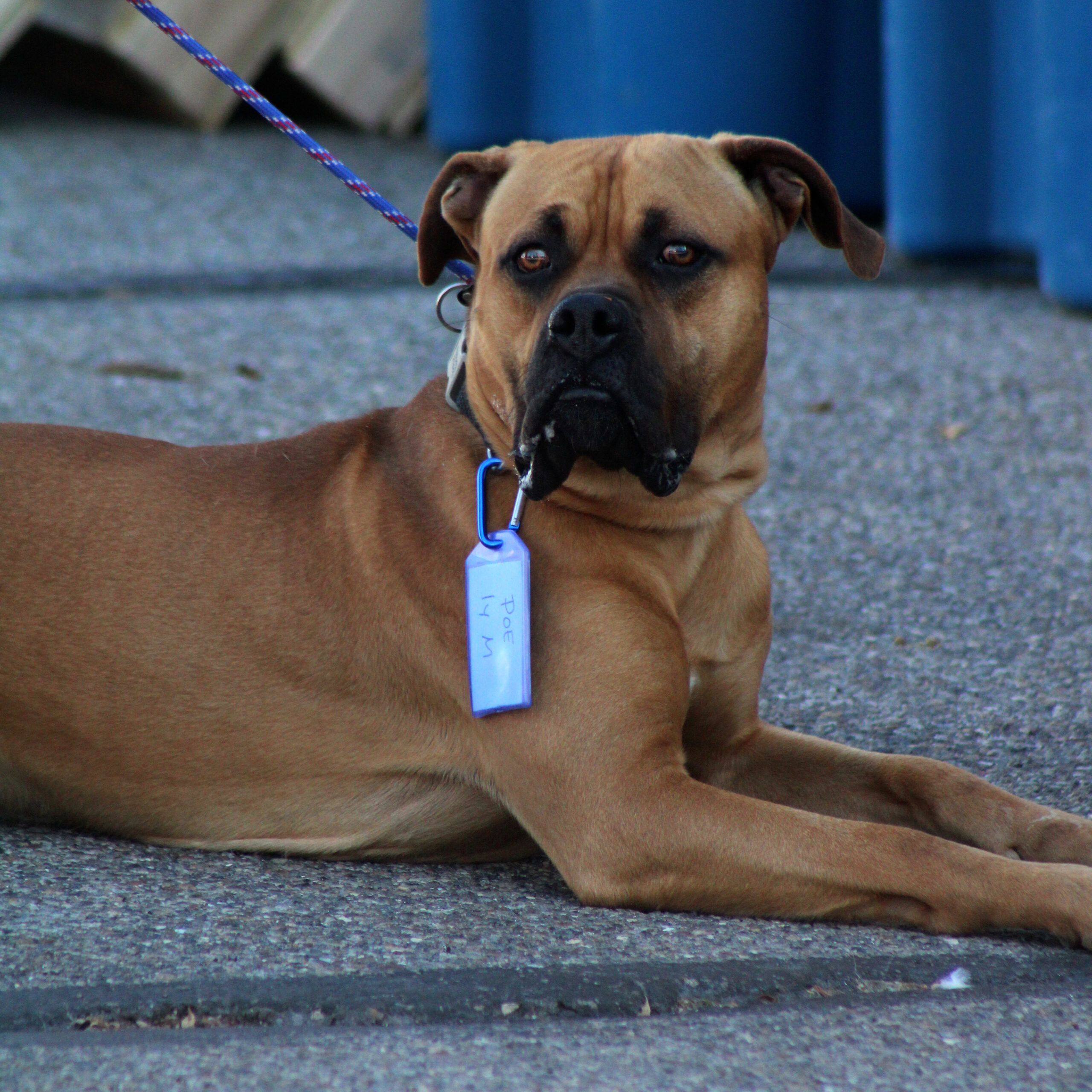 Poe, an adoptable Bullmastiff, Mixed Breed in Grand Junction, CO, 81503 | Photo Image 1