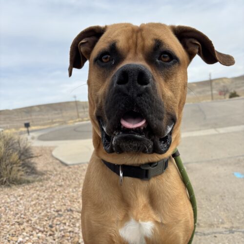 Poe, an adoptable Bullmastiff, Mixed Breed in Grand Junction, CO, 81503 | Photo Image 2