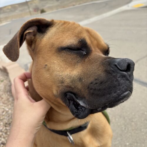 Poe, an adoptable Bullmastiff, Mixed Breed in Grand Junction, CO, 81503 | Photo Image 3