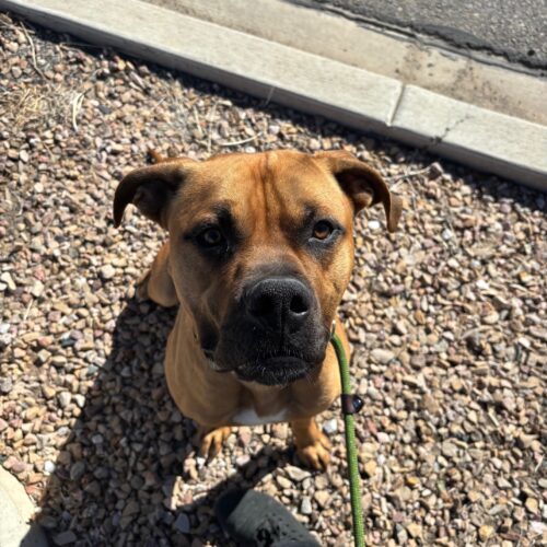 Poe, an adoptable Bullmastiff, Mixed Breed in Grand Junction, CO, 81503 | Photo Image 4