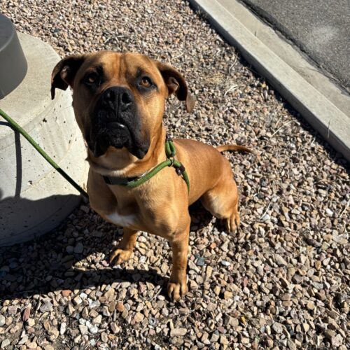 Poe, an adoptable Bullmastiff, Mixed Breed in Grand Junction, CO, 81503 | Photo Image 5