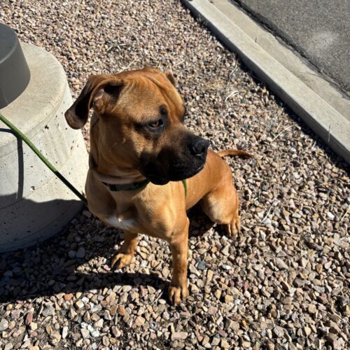 Poe, an adoptable Bullmastiff, Mixed Breed in Grand Junction, CO, 81503 | Photo Image 6