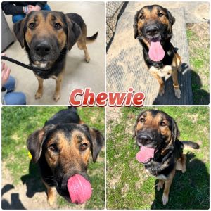 Chewie