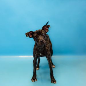 Primary Color Black Brindle Weight 27lbs Age 2yrs 3mths 2wks Animal has been Neutered