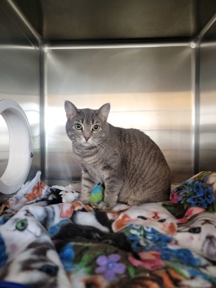 Jazzy, an adoptable Domestic Short Hair in Fergus Falls, MN, 56537 | Photo Image 1