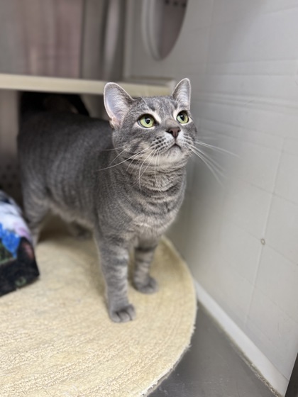 Jazzy, an adoptable Domestic Short Hair in Fergus Falls, MN, 56537 | Photo Image 1