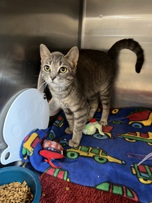 Jazzy, an adoptable Domestic Short Hair in Fergus Falls, MN, 56537 | Photo Image 2