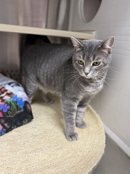 Jazzy, an adoptable Domestic Short Hair in Fergus Falls, MN, 56537 | Photo Image 2