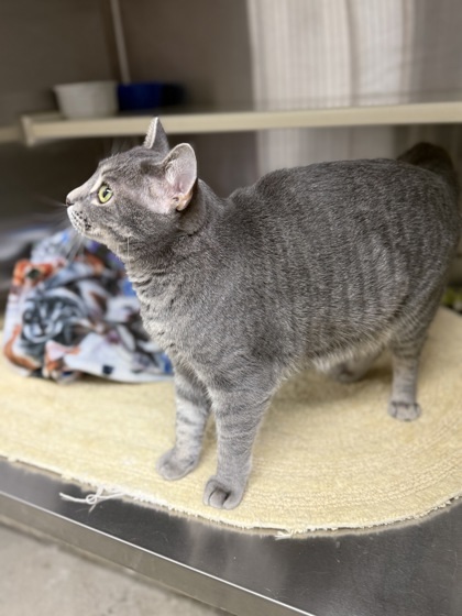 Jazzy, an adoptable Domestic Short Hair in Fergus Falls, MN, 56537 | Photo Image 3