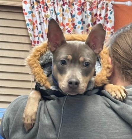 Carmen, an adoptable Mixed Breed in Crandon, WI, 54520 | Photo Image 1