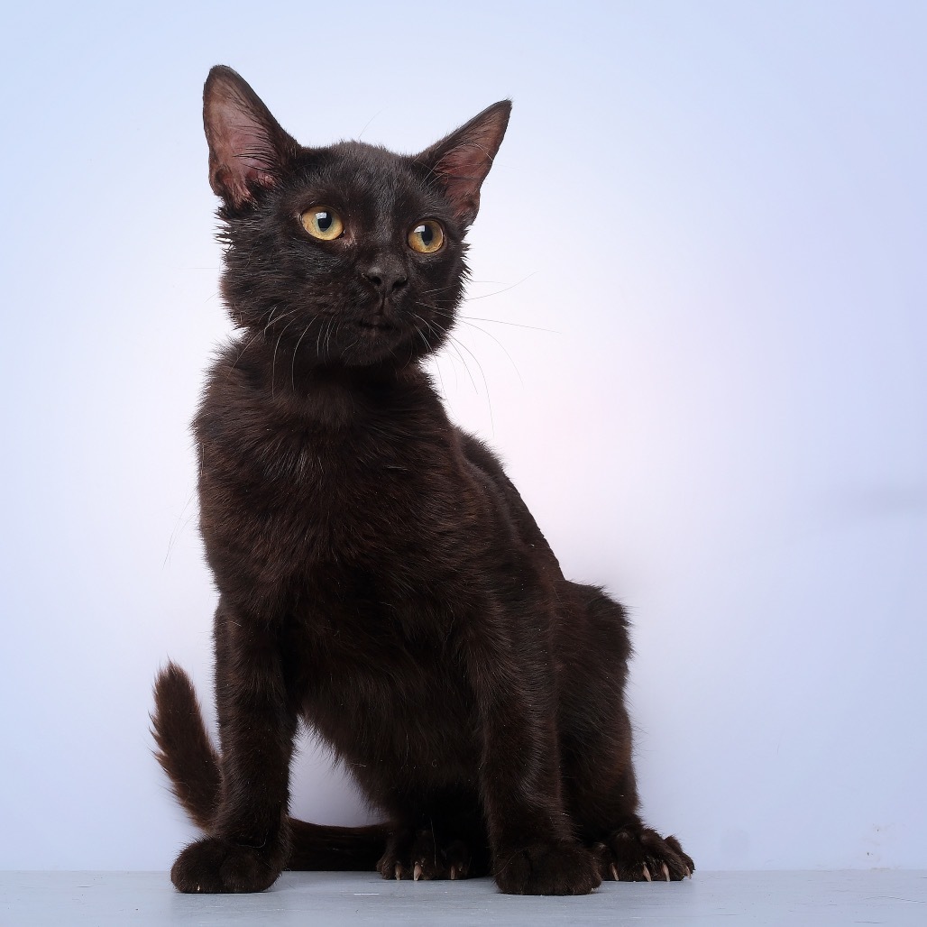 Eric, an adoptable Domestic Short Hair in Guaynabo, PR, 00969 | Photo Image 1