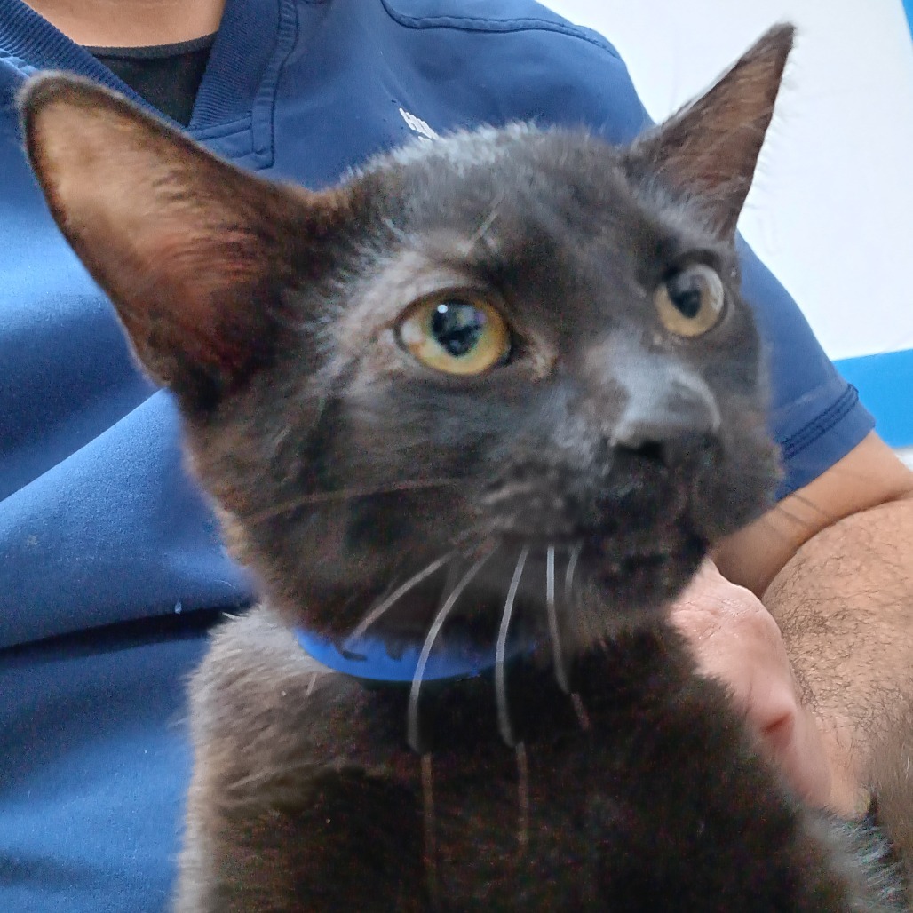 Eric, an adoptable Domestic Short Hair in Guaynabo, PR, 00969 | Photo Image 2