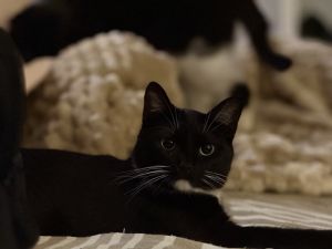 Tieghan, Young Female Domestic Short Hair