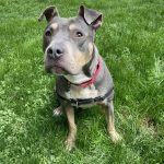 Lexie, Adult Female unknown
