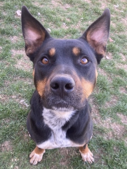 Bruce Banner (AKA Kisses), an adoptable Australian Kelpie, Mixed Breed in Caldwell, ID, 83607 | Photo Image 1