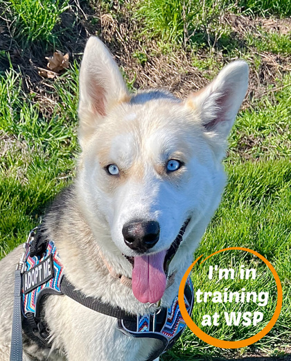 Coyote, an adoptable Mixed Breed in Walla Walla, WA, 99362 | Photo Image 1