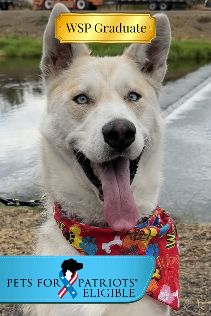 Coyote, an adoptable Mixed Breed in Walla Walla, WA, 99362 | Photo Image 1