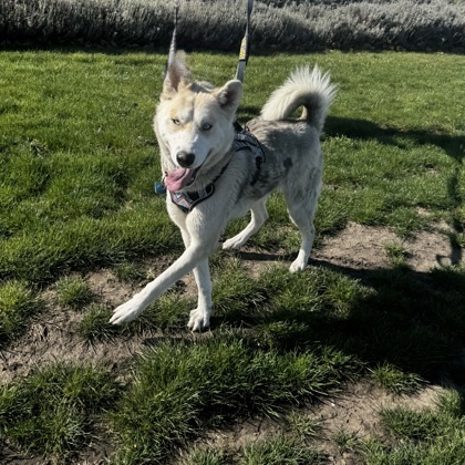 Coyote, an adoptable Mixed Breed in Walla Walla, WA, 99362 | Photo Image 2