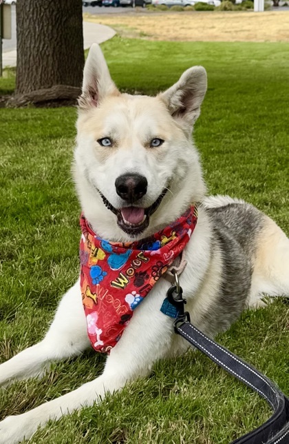 Coyote, an adoptable Mixed Breed in Walla Walla, WA, 99362 | Photo Image 2