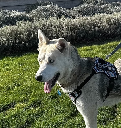 Coyote, an adoptable Mixed Breed in Walla Walla, WA, 99362 | Photo Image 3
