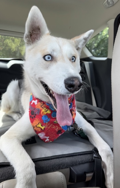 Coyote, an adoptable Mixed Breed in Walla Walla, WA, 99362 | Photo Image 3