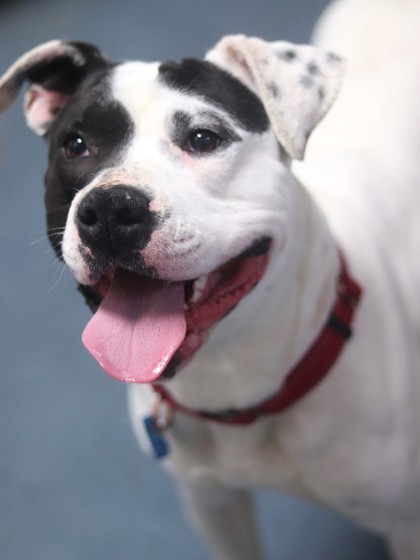 Poncho, an adoptable Mixed Breed in Walla Walla, WA, 99362 | Photo Image 1
