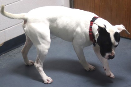 Poncho, an adoptable Mixed Breed in Walla Walla, WA, 99362 | Photo Image 2