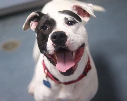 Poncho, an adoptable Mixed Breed in Walla Walla, WA, 99362 | Photo Image 3