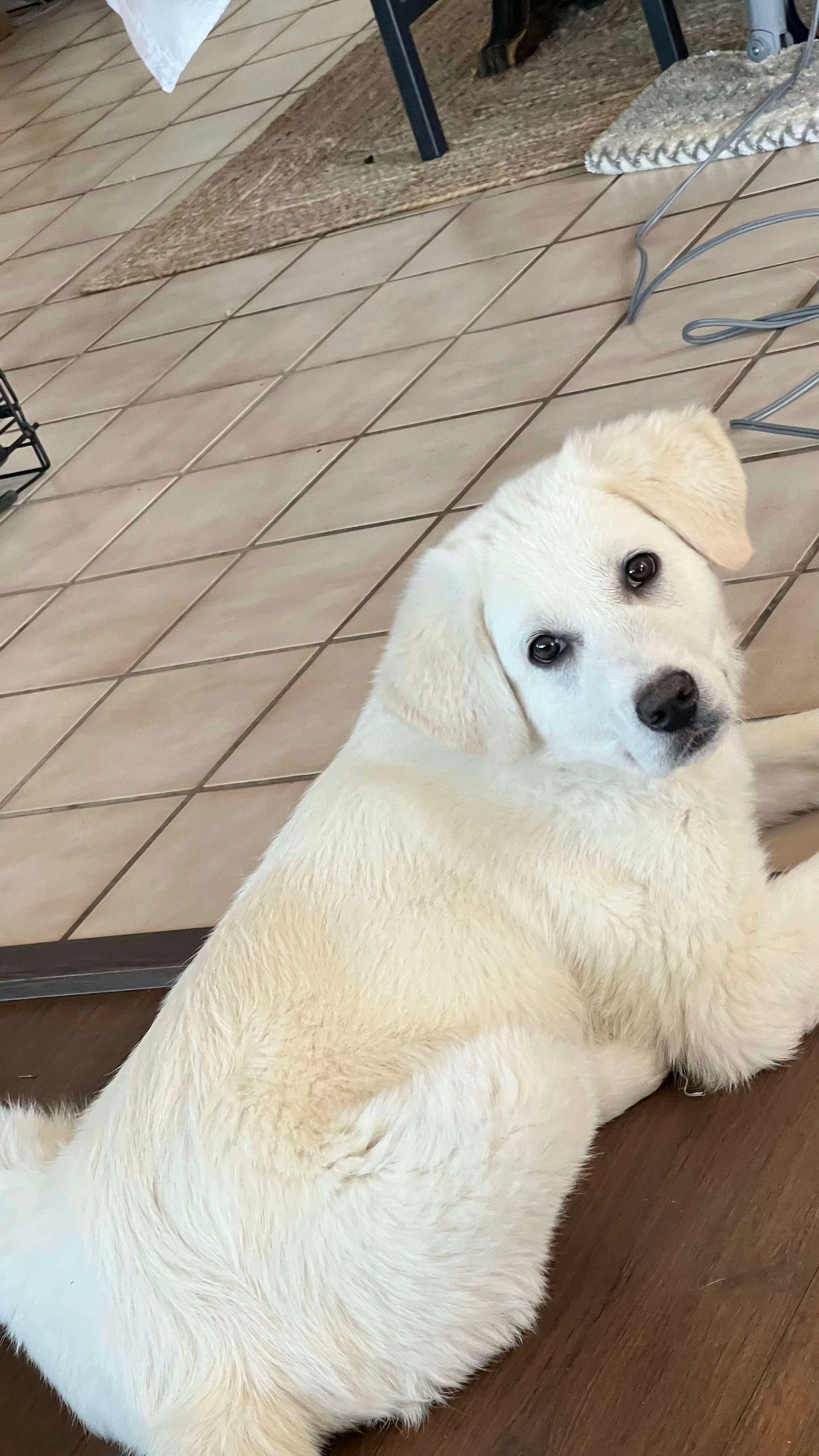 Violet, an adoptable Akbash, Great Pyrenees in Bountiful, UT, 84010 | Photo Image 1