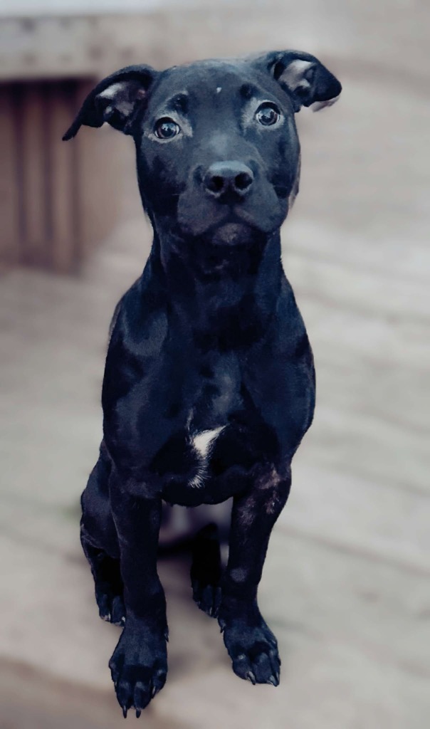 Hades, an adoptable Mixed Breed in sun prairie, WI, 53590 | Photo Image 2