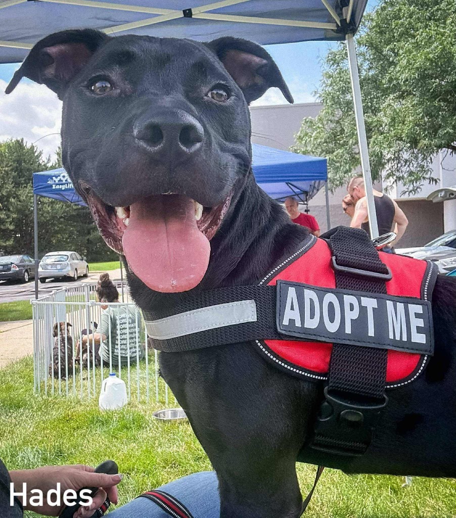 Hades, an adoptable Mixed Breed in sun prairie, WI, 53590 | Photo Image 3