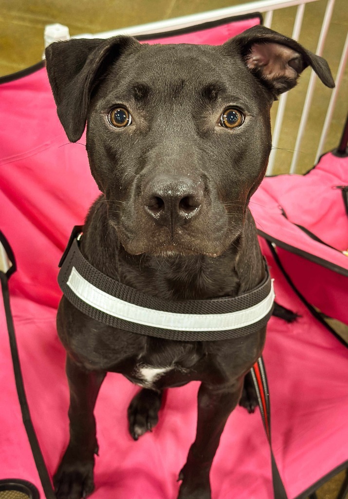 Hades, an adoptable Mixed Breed in sun prairie, WI, 53590 | Photo Image 4