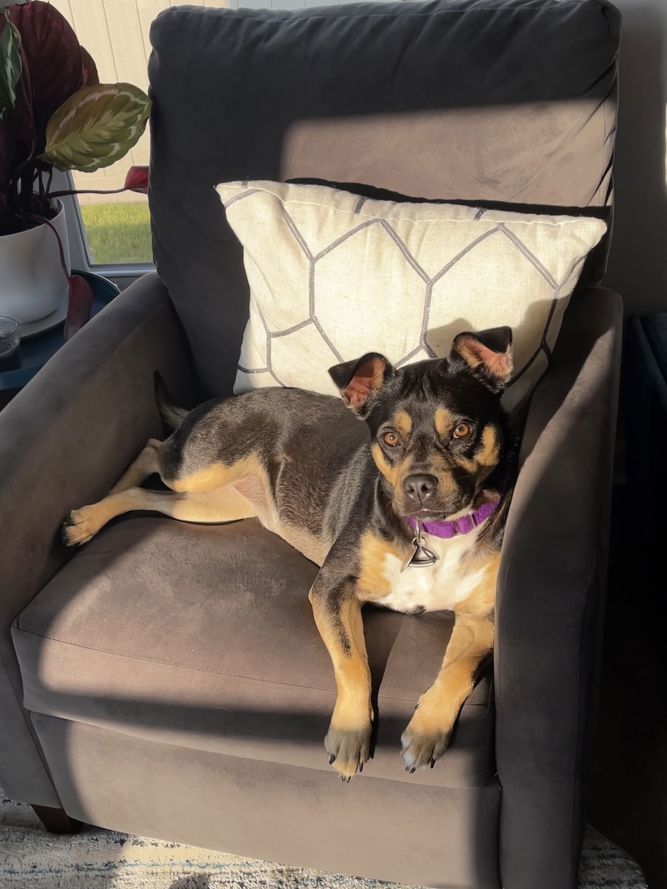 Clover (courtesy listing)