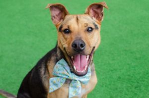 Hi there My name is Luna and Im a spayed 1-year-old German Shepherd mix that currently weighs ab