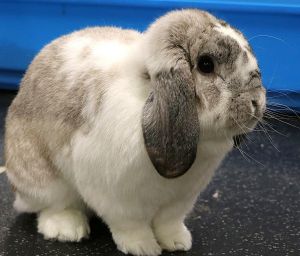 Gandalf