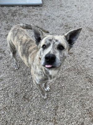 Pepper