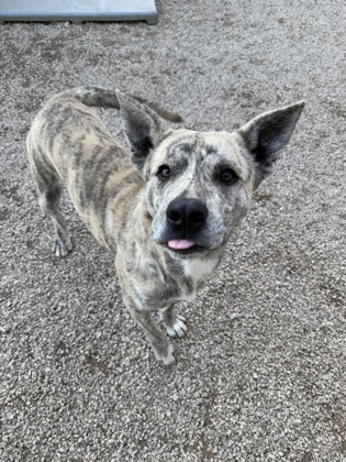 Pepper