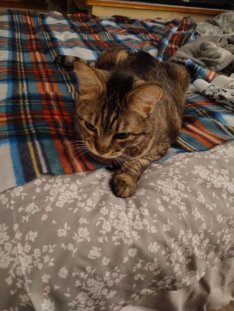 Penny