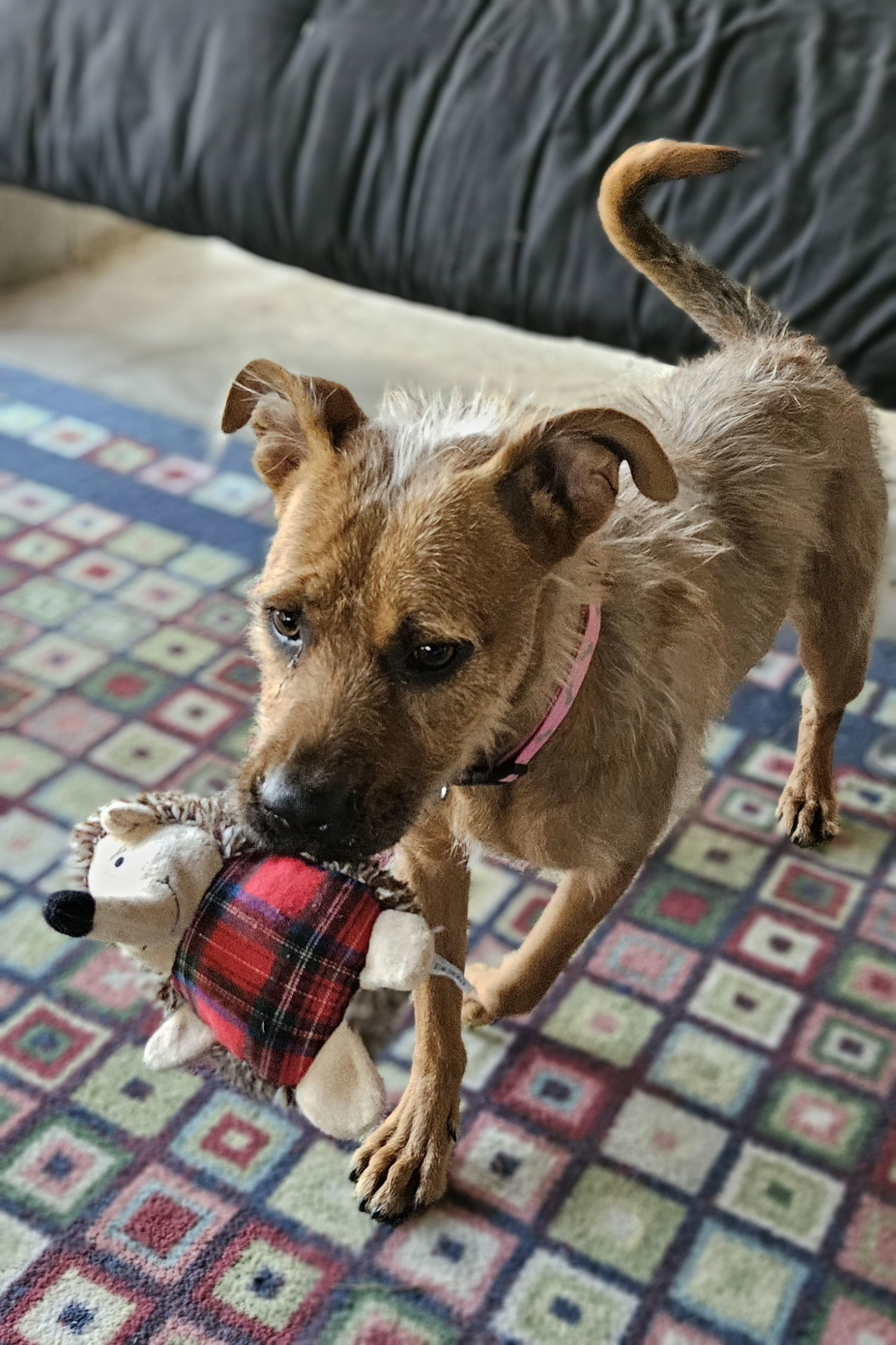 FAITH #2, an adoptable Vizsla, Border Terrier in Chandler, AZ, 85249 | Photo Image 1